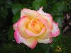 DSCN0367.jpg