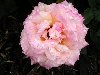 DSCN0373.jpg
