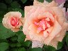 DSCN0378.jpg